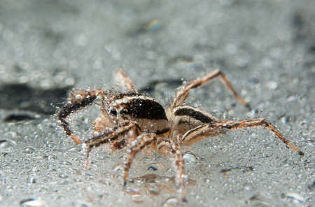 Take a close-up spiderの写真素材