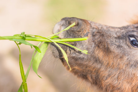 horses in the zooの写真素材