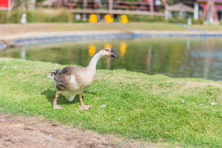 Goose in the zooの写真素材