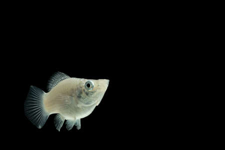 White Poeciliida macroの写真素材