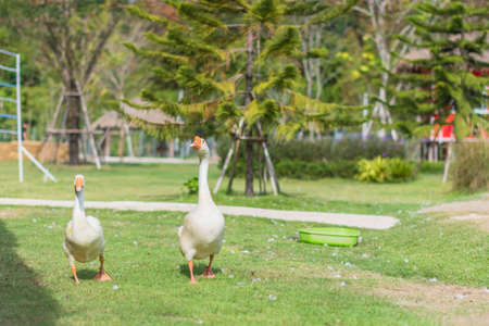 Goose in the zooの写真素材