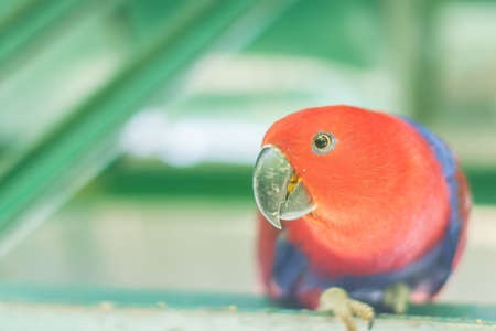 Parrot in the zooの写真素材