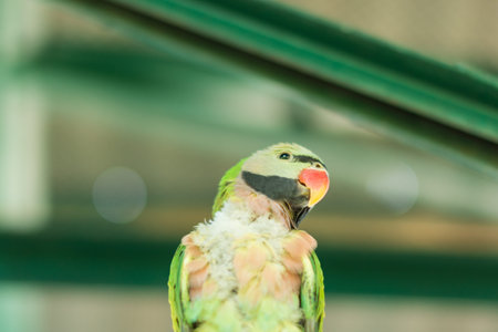 Parrot in the zoo