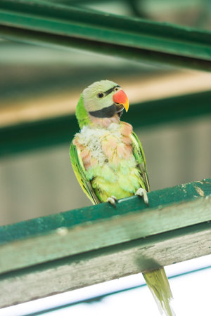 Parrot in the zoo