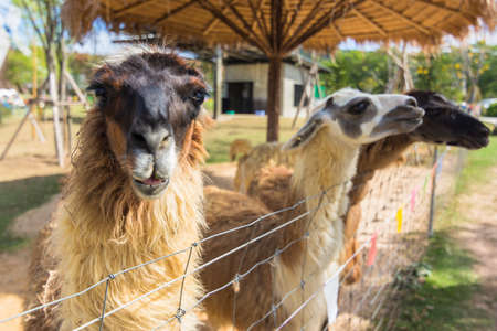Lama in the zooの写真素材