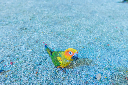 Parrot in the zoo