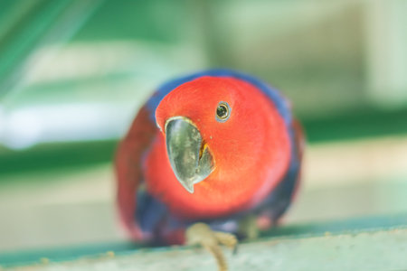 Parrot in the zoo