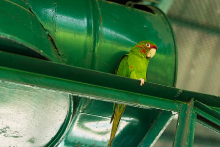 Parrot in the zoo