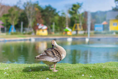Goose in the zooの写真素材