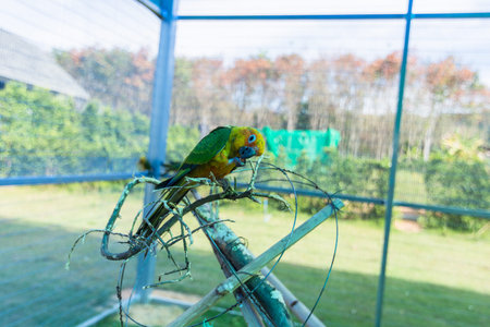 Parrot in the zoo