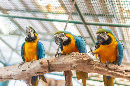 Parrot in the zooの写真素材