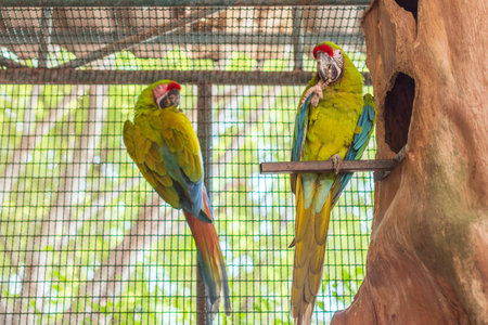 Parrot in the zoo