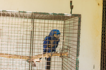 Parrot in the zoo