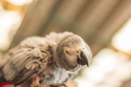 Parrot in the zooの写真素材