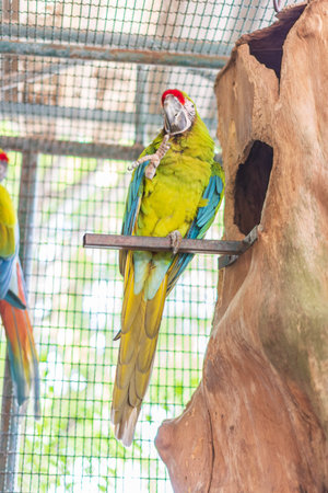 Parrot in the zoo