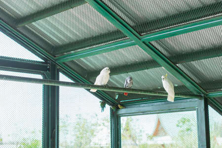 Parrot in the zooの写真素材