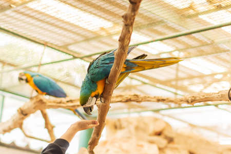 Parrot in the zooの写真素材