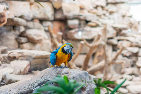 Parrot in the zooの写真素材