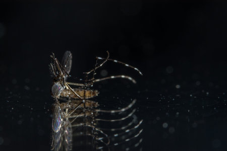 Macro mosquitoes die