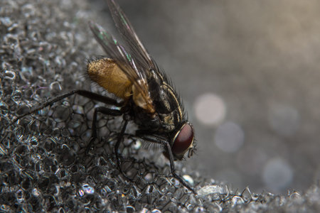 Take a closer shot of Diptera.