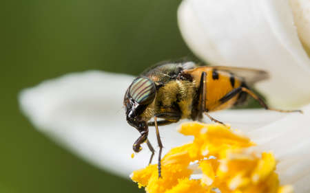 Macro Syrphidae are looking for food.の写真素材