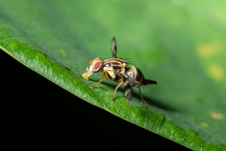 Macro fly fruit on leaf