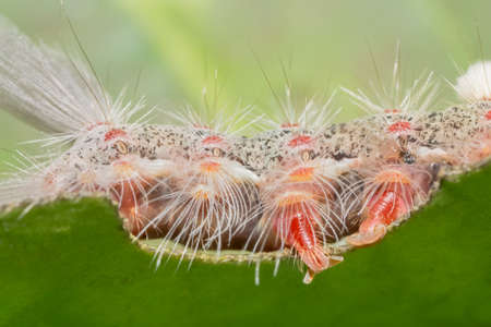 Macro worm on the plantの写真素材