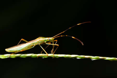 Macro background insect on leafの写真素材