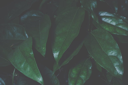 Background leaves dark tones