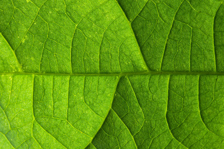 Macro leaf background