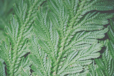 Green leaf background