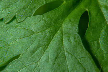 Green leaf background