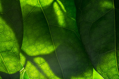 Background macro green leaf
