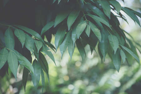 Macro leaf backgroundの写真素材