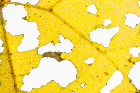 Macro leaf background