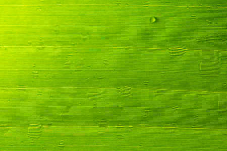 Macro leaf pattern backgroundの写真素材