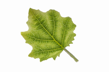 Green leaves, white background