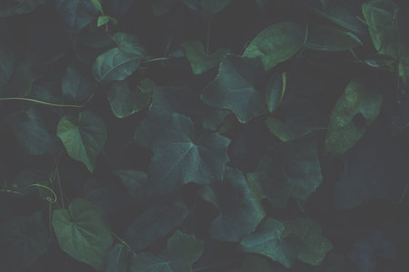 Background leaves dark tones
