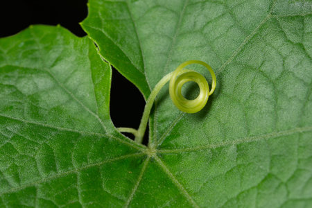 Background macro green leaf