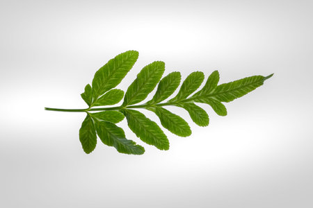Fern white background