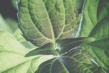 Natural background green leaf