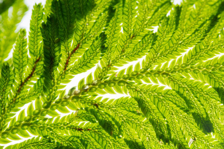 Green leaf background