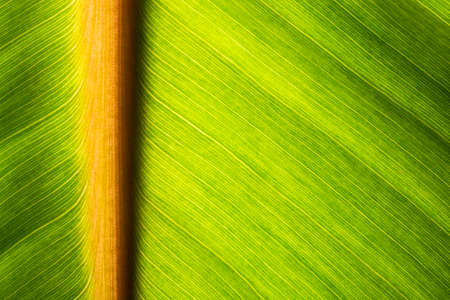 Natural background green leafの写真素材