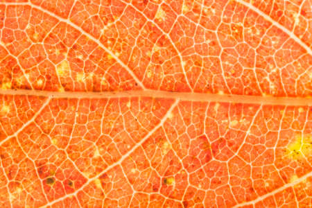 Macro leaf background, orangeの写真素材