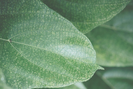 Green leaf background