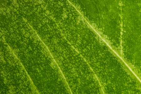 Macro green foliage background