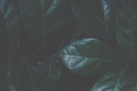 Background leaves dark tones