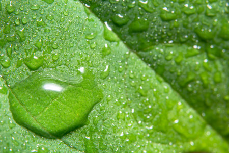 Macro background drops on green leaves