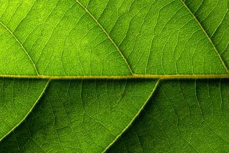 Leaf macro background