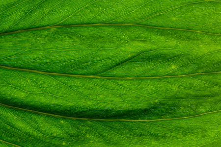 Macro background of green leaves